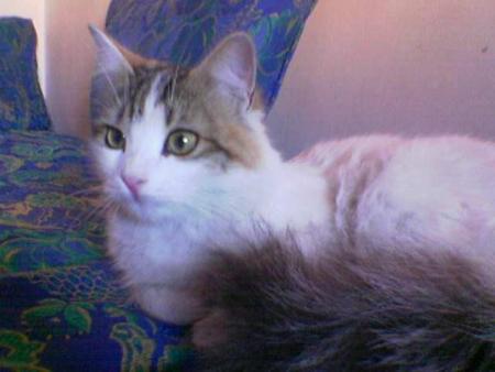 leli