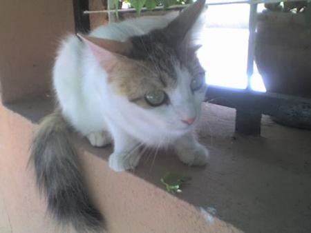 leli